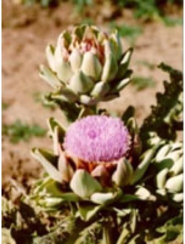 Tsa cynara scolymus 50ml Tsa cynara scolymus 50ml