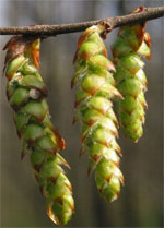 MSA CARPINUS BETULUS 50 ML