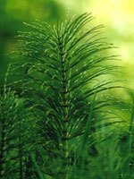 TSA EQUISETUM ARVENSE 50 ML