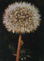 TSA TARAXACUN OFFICINALE 50ML